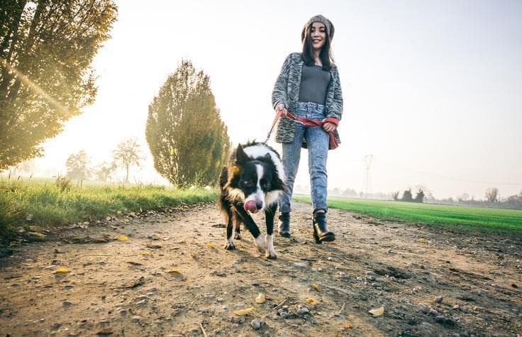 Como conseguir un paseo efectivo con tu perro